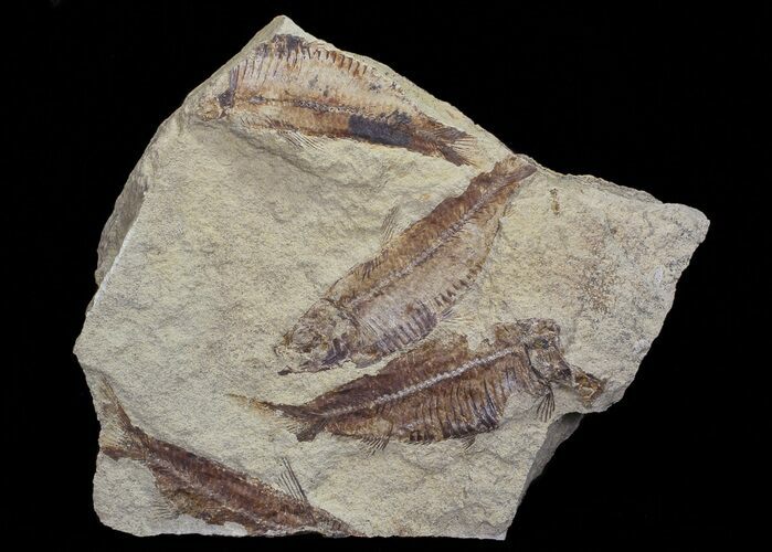 Fossil Fish (Gosiutichthys) Mortality Plate - Lake Gosiute #68399